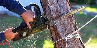 Why Choose Our Tree Removal Services in Blaine, TN?